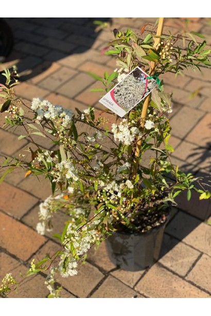 Спірея кантонська Ланцеолата в горщику 3 л